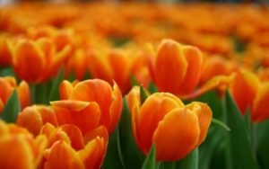 olanda tulipani spdr etfs