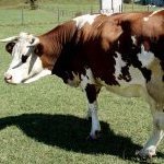 mucca.jpg