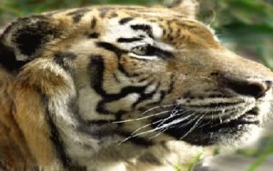 TIGRE.jpg