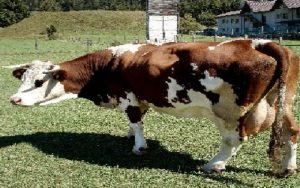 MUCCA.jpg