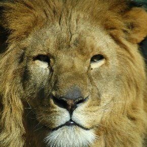 AFRICA_LEONE