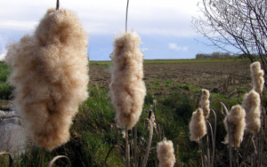 COTONE 1